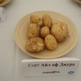 Krompir na otoku jura: recenzije i opis